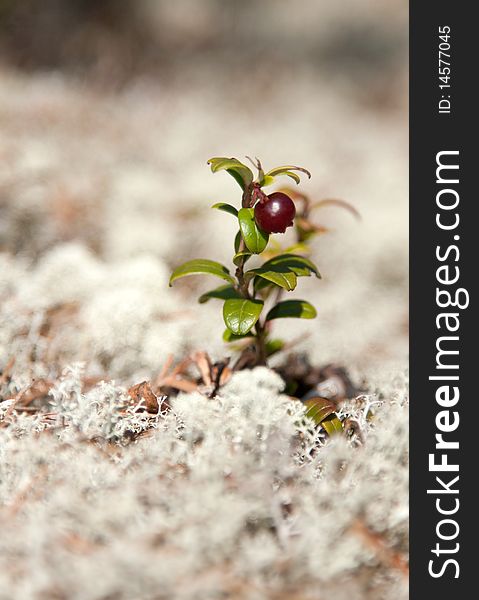 One bush of the cowberry on background reindeer moss, small depth to sharpnesses