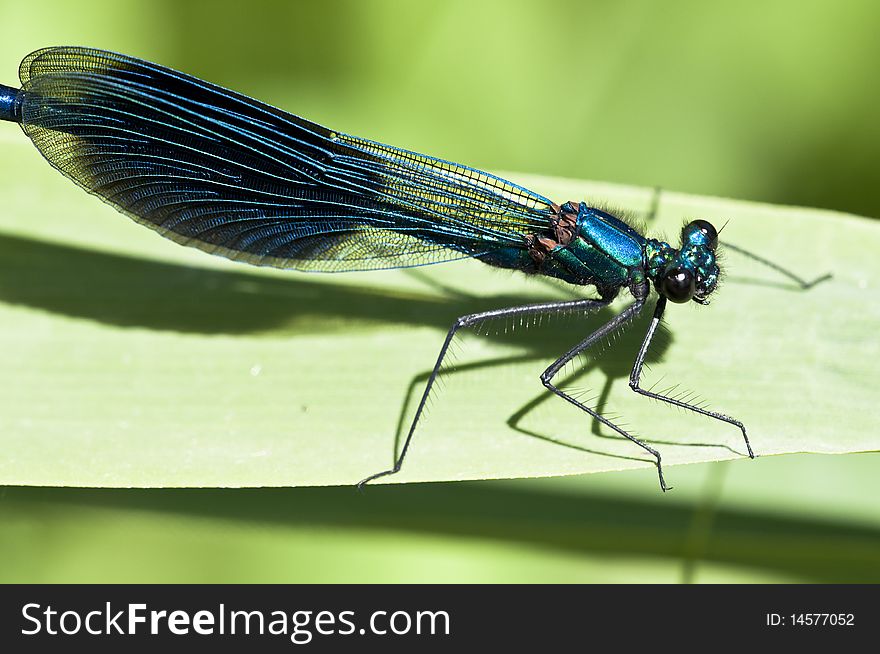 Banded Demoiselle - on a sheet at Sunbathing  - Calopteryx splendens