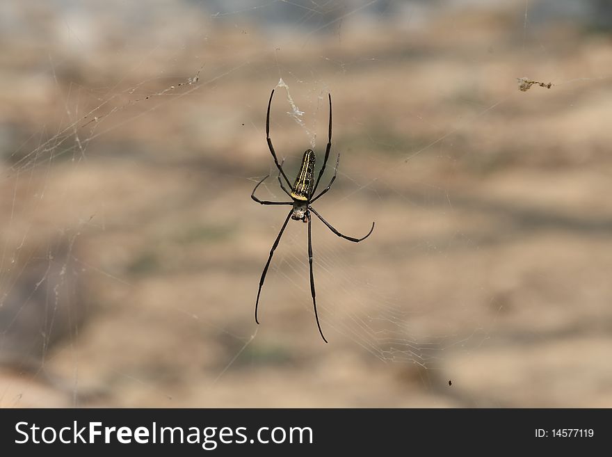 A closeup photo of a spider.