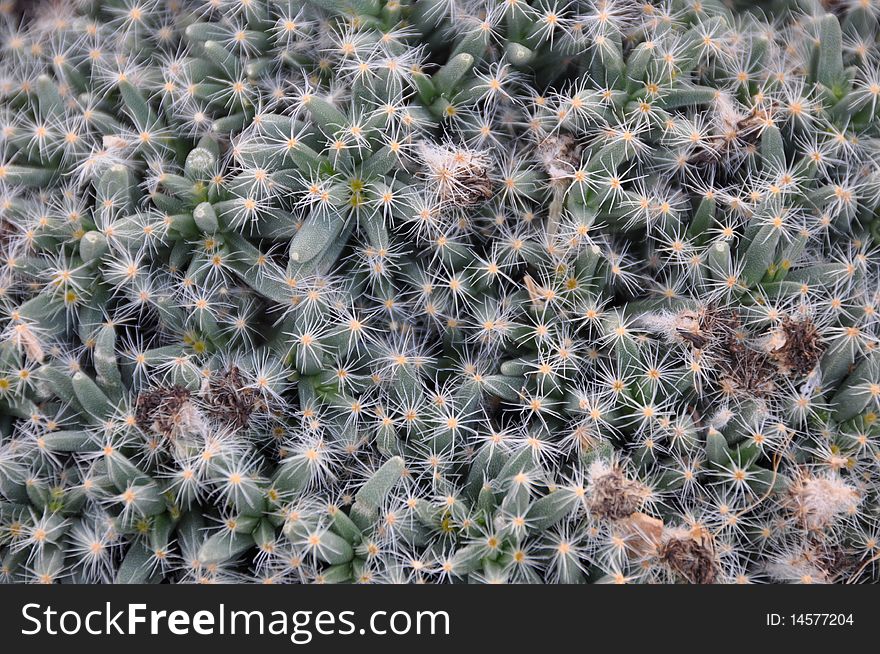 Macro shot of green cactus or cacti with white spikes. Macro shot of green cactus or cacti with white spikes