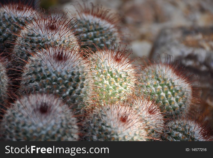 Sun lit green cactus or cacti in a bunch with bokeh background. Sun lit green cactus or cacti in a bunch with bokeh background