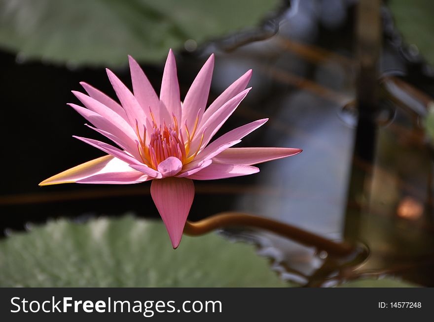 Pink Water Lily Flower