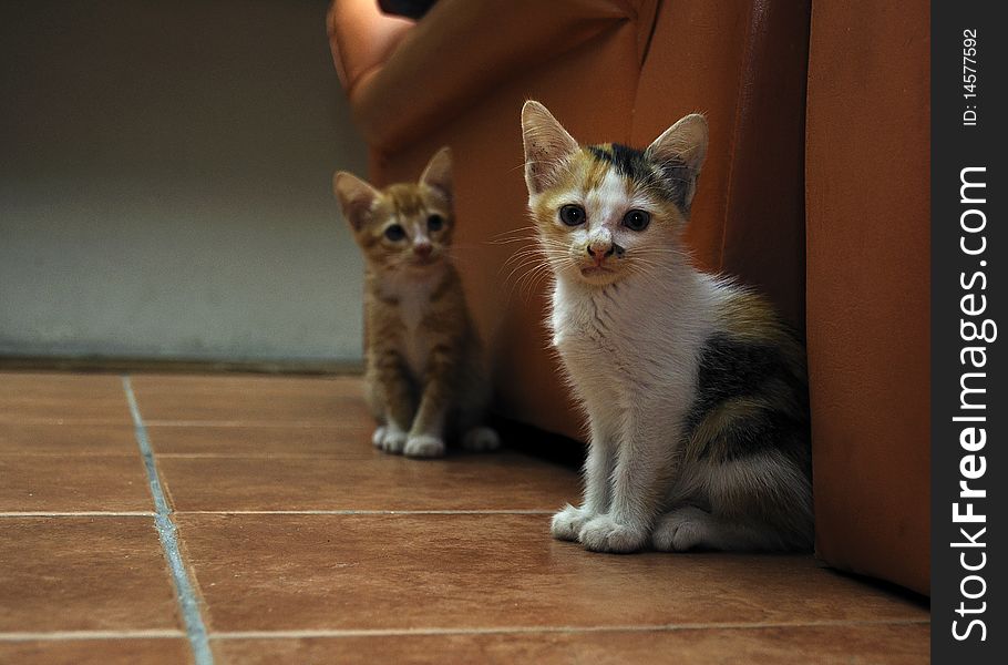 Took this picture of my kitten. Took this picture of my kitten