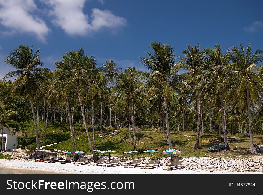 Beach Under Palms