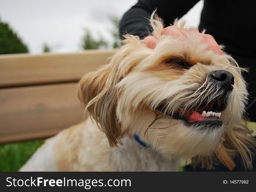 A very cute and adorable shitsu/maltese cross puppy. A very cute and adorable shitsu/maltese cross puppy.