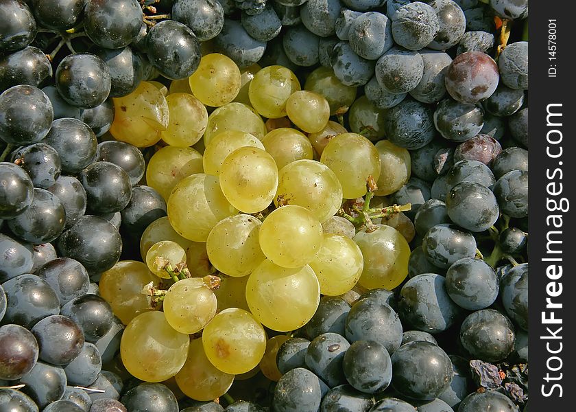 Clusters of white and black grapes