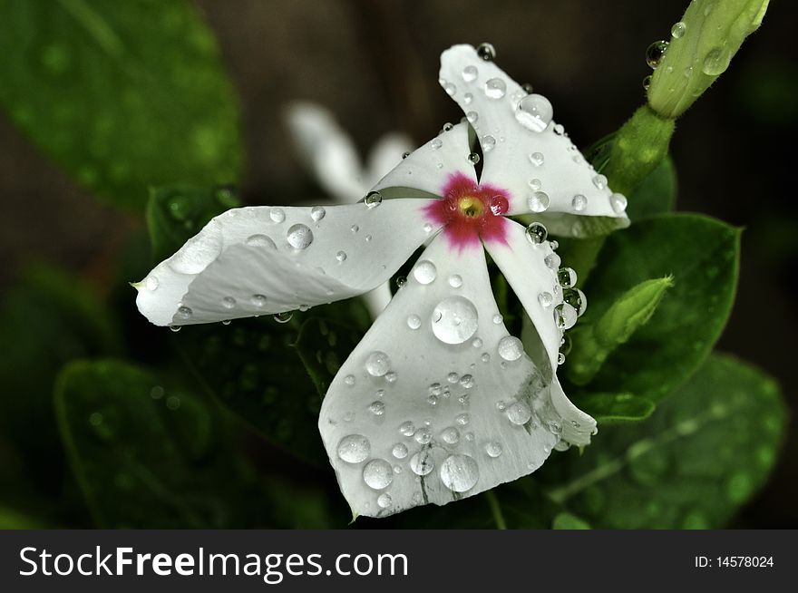 The flower after the rain. The flower after the rain