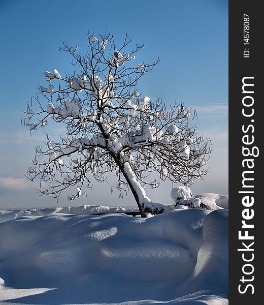 A winter tree all alone