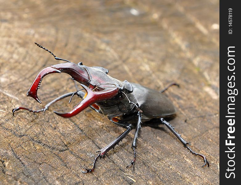 This beetle is general rare to see but in wrestling position. This beetle is general rare to see but in wrestling position...