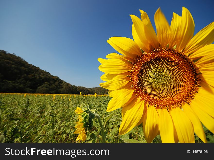 A big sunflower in a sunny day. A big sunflower in a sunny day