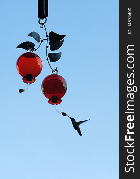 HUMMINGBIRD FEEDING AT RED FEEDER WITH BLUE SKY BACKGROUND. HUMMINGBIRD FEEDING AT RED FEEDER WITH BLUE SKY BACKGROUND