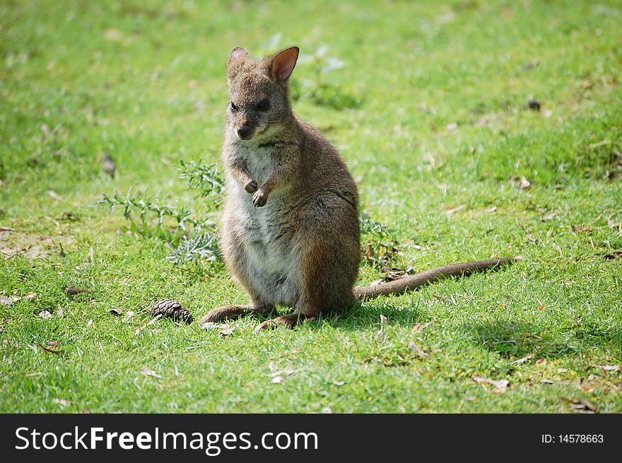 Little kangaroo sitting (Macropus parma)