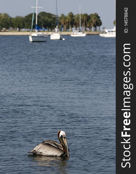 Pelican floating in Tampa Bay, St. Petersburg, Florida.