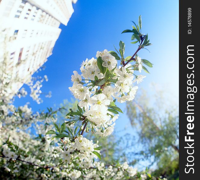 The branches of cherry tree covered with spring blossoms against blue sky. No sharpening has been applied.