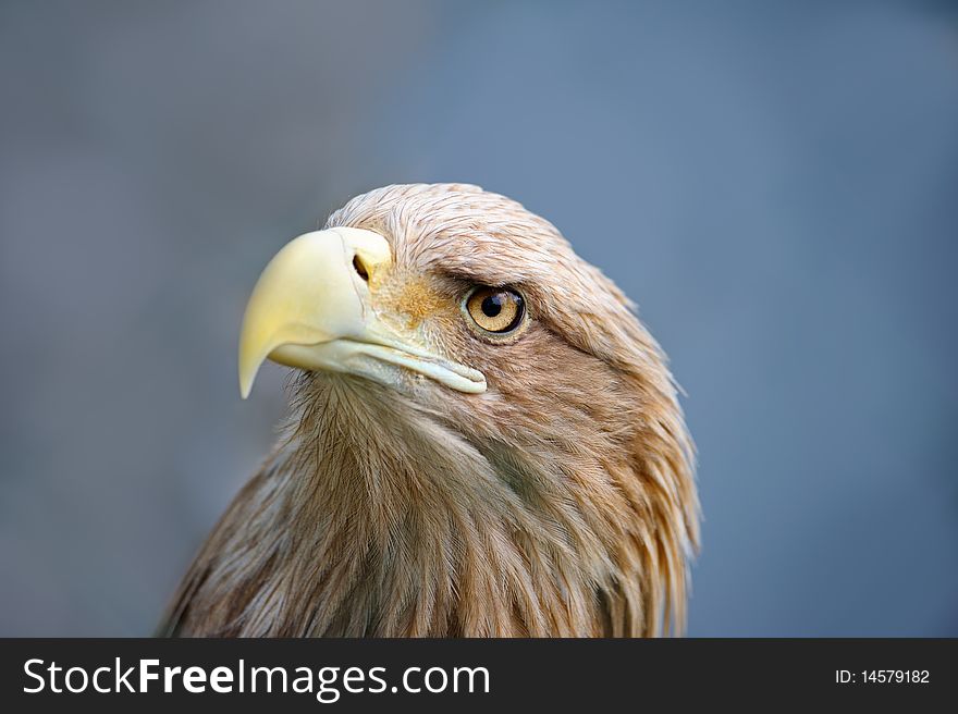 Eagle face in the horizontal composition