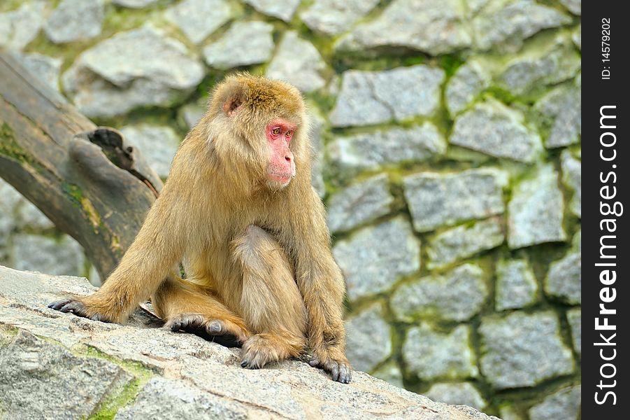 Sad monkey sitting on stones