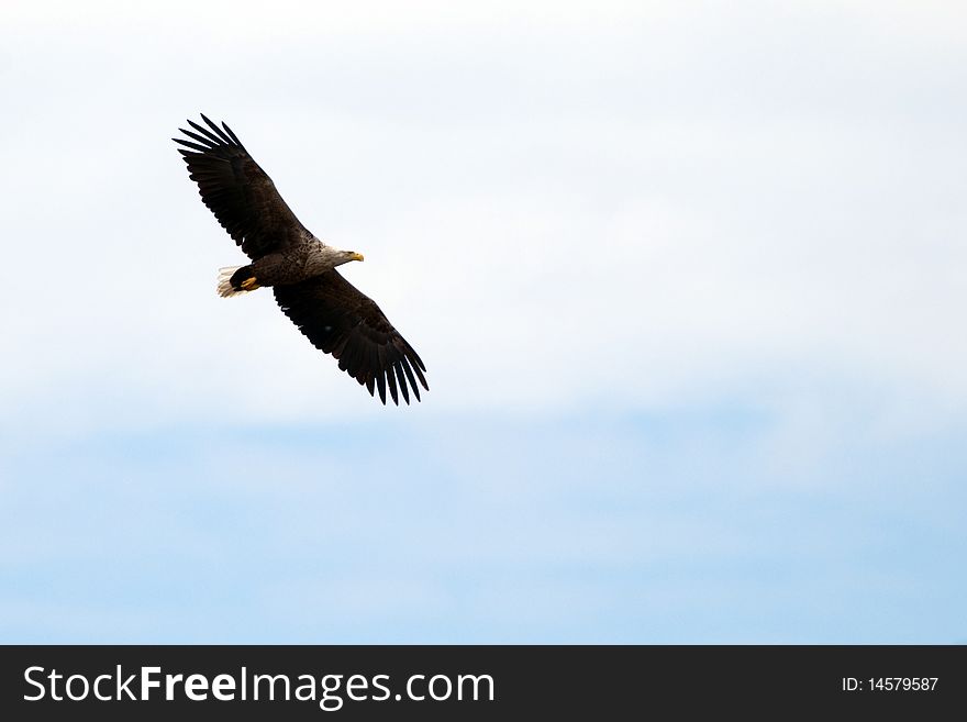 White Tailed Eagle in flight