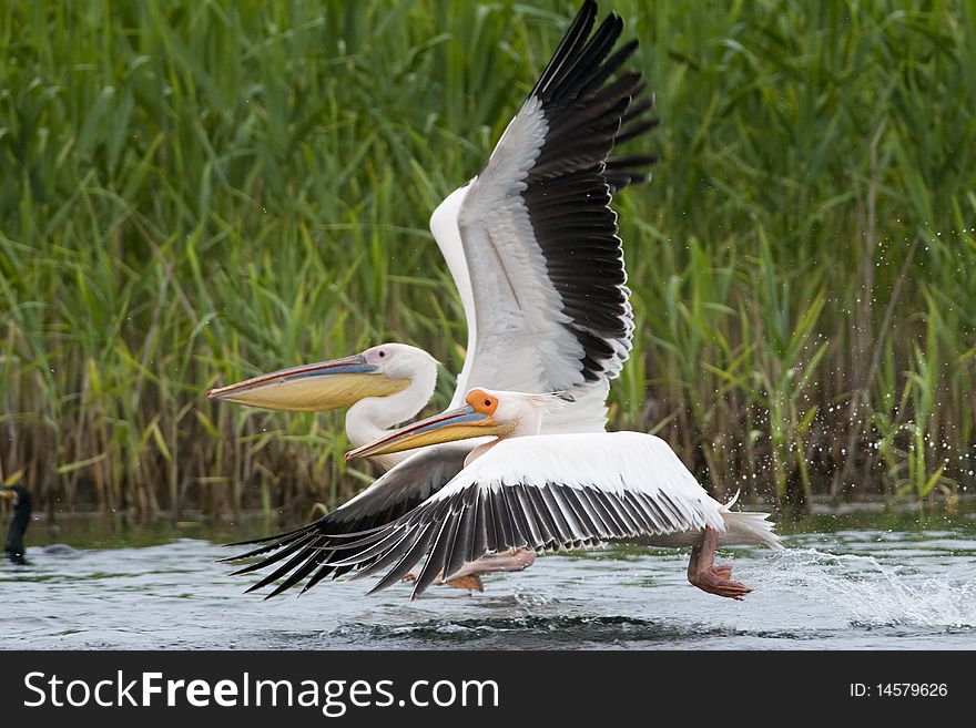 Great White Pelicans Pair Taking Off