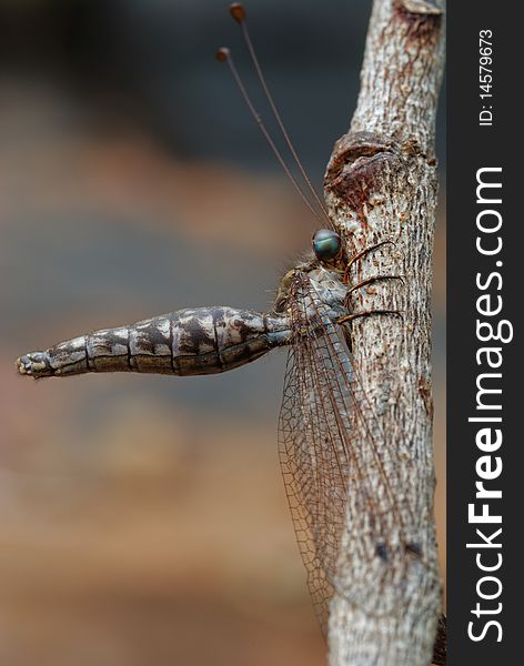 Antlion adult in TatTon National Park Thailand.