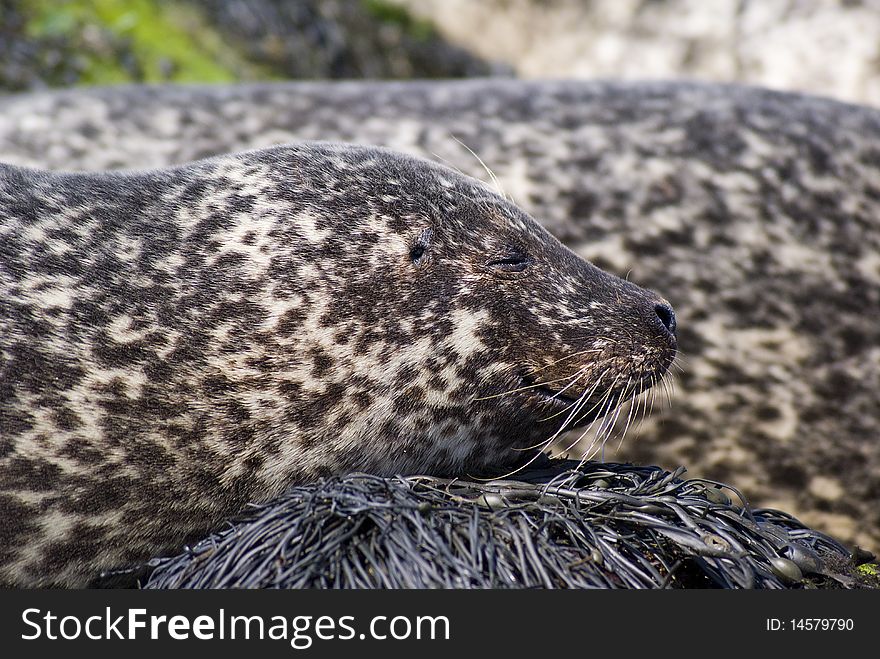 Wild Seal close up Isle of Skye