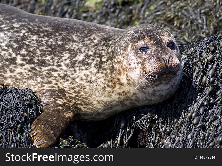 Cute Wild Seal Isle Of Skye