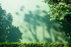 Shadow Of Tree Branch On Green Wall Background Stock Image Shadow Of Tree Branch On Green Wall Background Stock Image