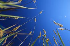 Look At The Sky From The Ground Through The Grass. Stock Photo