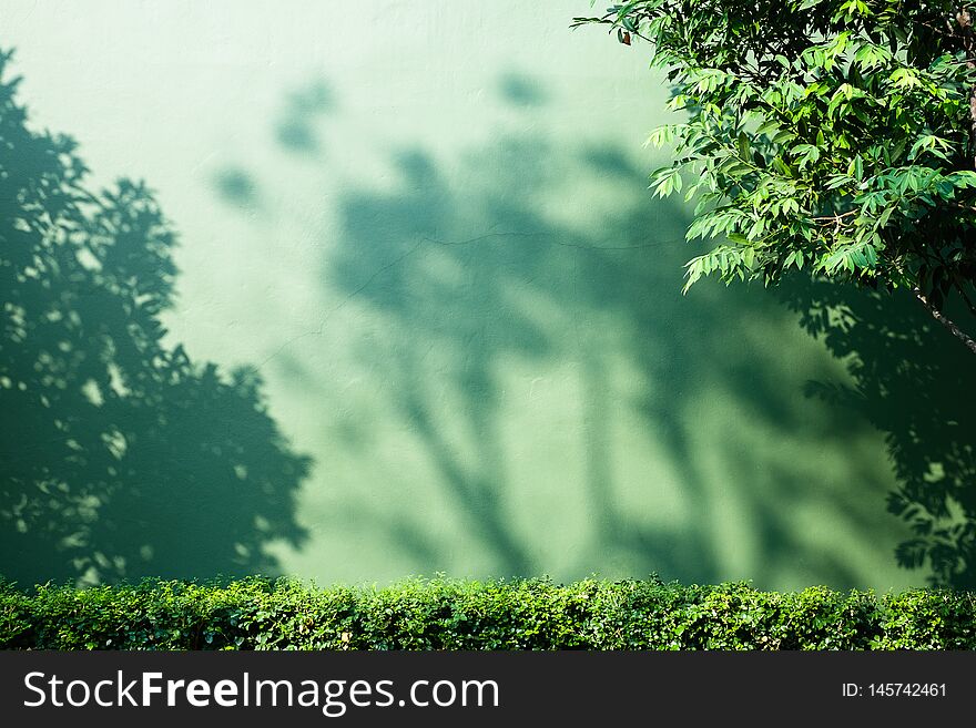 Abstract shadow of tree branch on green concrete wall background. Abstract shadow of tree branch on green concrete wall background