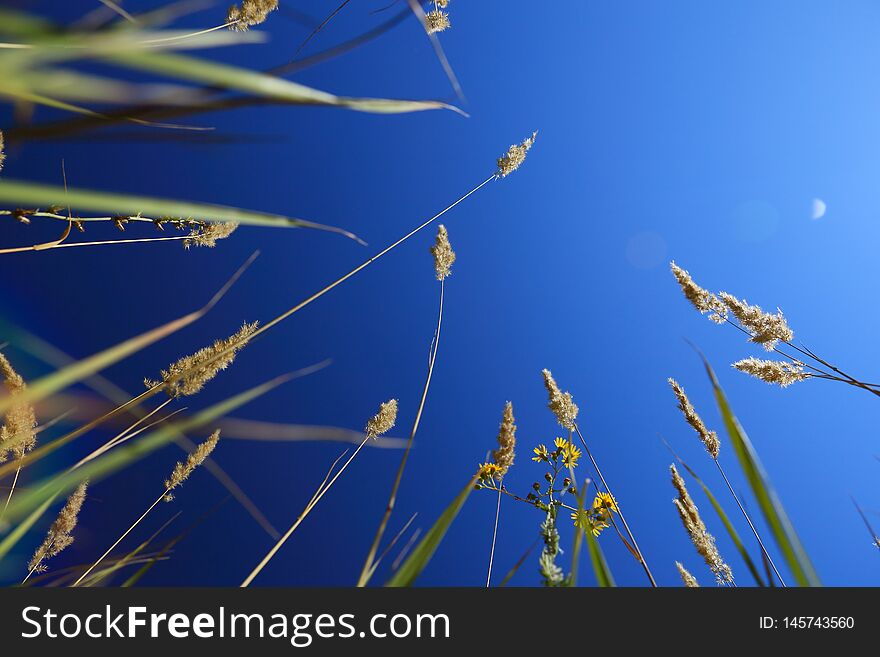 Look at the sky from the ground through the grass.