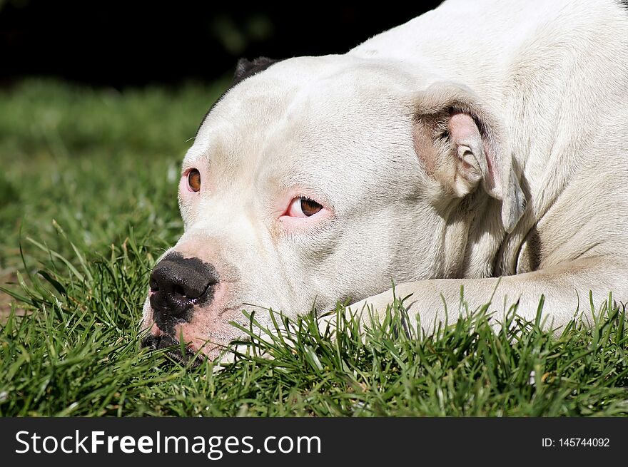 American bulldog basks in the meadow, summertime outdoors in the Garden