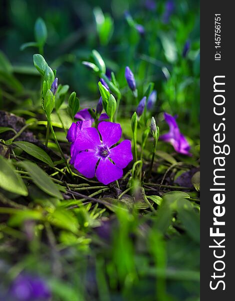 Minor Periwinkle spring flower in natural green environment. Opened and closed flowers, enlightened grass. Minor Periwinkle spring flower in natural green environment. Opened and closed flowers, enlightened grass