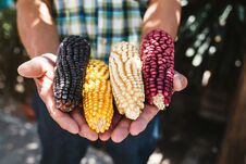 Dried Corn Cob Of Different Colors In Mexican Hands In Mexico Royalty Free Stock Photos