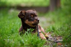 Brown Cute Dog Royalty Free Stock Photography