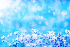 Spring Wild Meadow Flowers Ans Blurred Blue Background Sky With Bokeh, Macro, Soft Focus Royalty Free Stock Photo