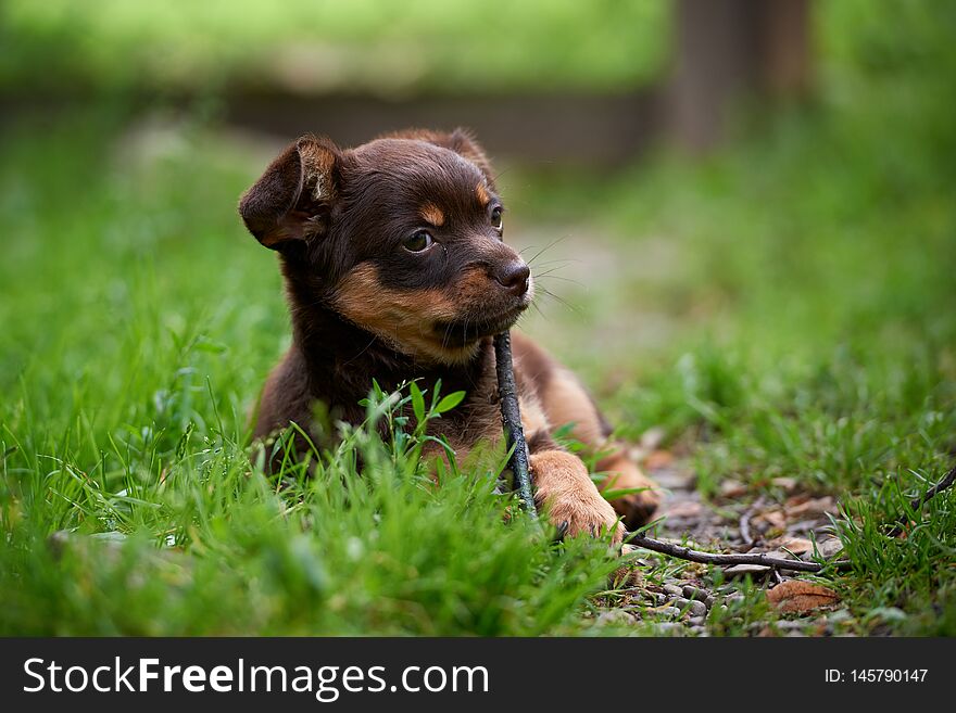 A small, cute little dog playing on the grass. A small, cute little dog playing on the grass