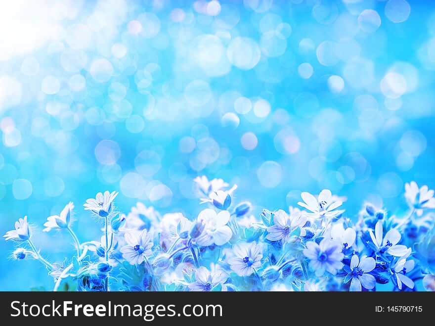 Spring wild meadow flowers ans blurred blue background sky with bokeh, macro, soft focus