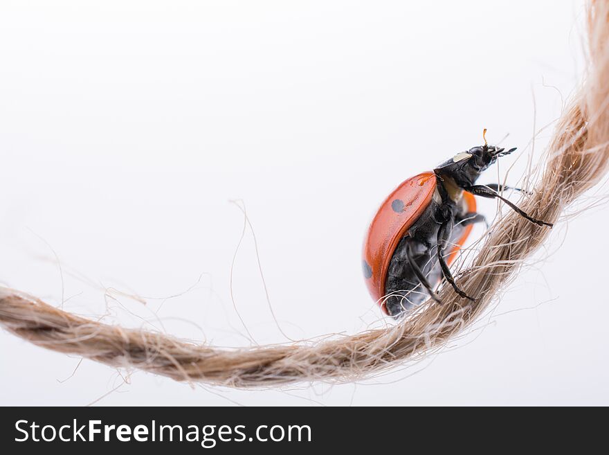 Beautiful photo of red ladybug walking on thread. Beautiful photo of red ladybug walking on thread