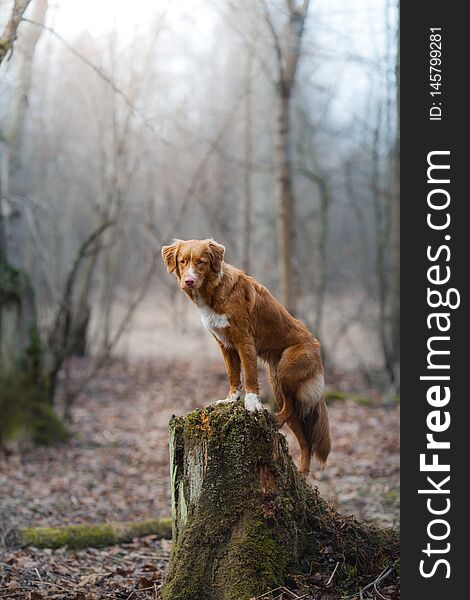 Nova Scotia Duck Tolling Retriever in the forest. Hike with a dog