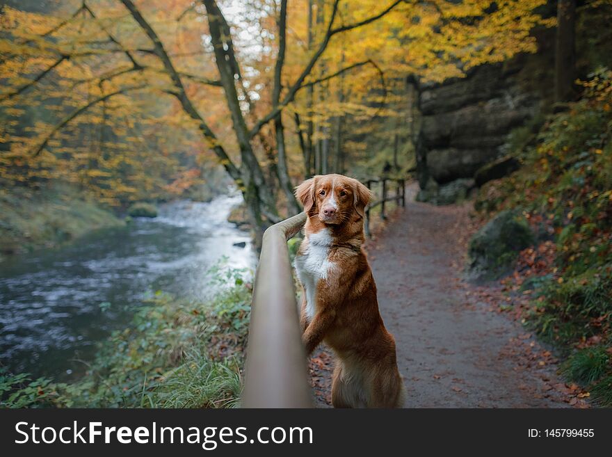 Nova Scotia Duck Tolling Retriever in the forest. Pet for a walk in nature. Hike with a dog. Nova Scotia Duck Tolling Retriever in the forest. Pet for a walk in nature. Hike with a dog