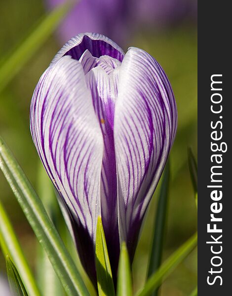 Close up of a beautiful crocus