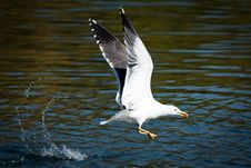 Sea Gull Royalty Free Stock Images