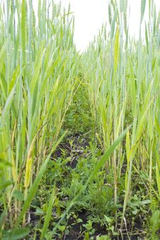 Wheat Ears Field Royalty Free Stock Photography Wheat Ears Field Royalty Free Stock Photography