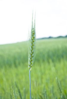 Green Ear Of Wheat In The Field Royalty Free Stock Images Green Ear Of Wheat In The Field Royalty Free Stock Images