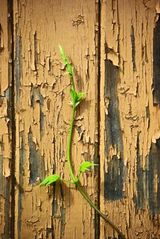 Young Sprout On Old Wood Wall Background Stock Photos Young Sprout On Old Wood Wall Background Stock Photos