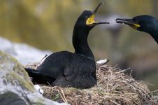 Nesting Cormorants On Staple Island Royalty Free Stock Photo