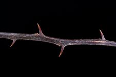 Plant With Thorns Royalty Free Stock Photography Plant With Thorns Royalty Free Stock Photography