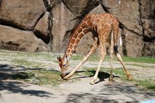 Giraffe Stock Photo Giraffe Stock Photo