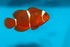 Maroon Or Spine Cheeked Clownfish Royalty Free Stock Image