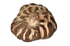 Dried Mushroom Royalty Free Stock Images Dried Mushroom Royalty Free Stock Images