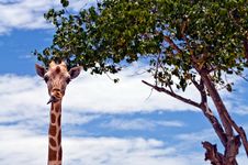 Giraffe Stock Photos Giraffe Stock Photos